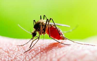 A mosquito biting someone in Baton Rouge LA - Dugas Pest Control
