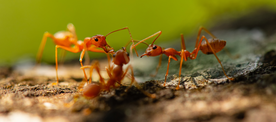 Fire ants are a common household pest in Louisiana - Dugas Pest Control