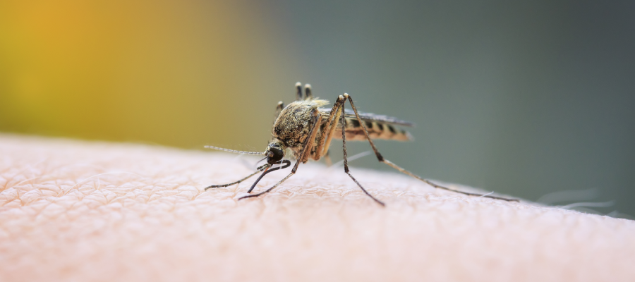 Mosquitoes are a common household pest in Louisiana - Ja-Roy Pest Control