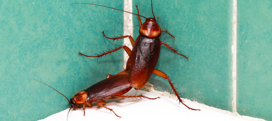 Cockroaches are a common household pest in Louisiana - Ja-Roy Pest Control