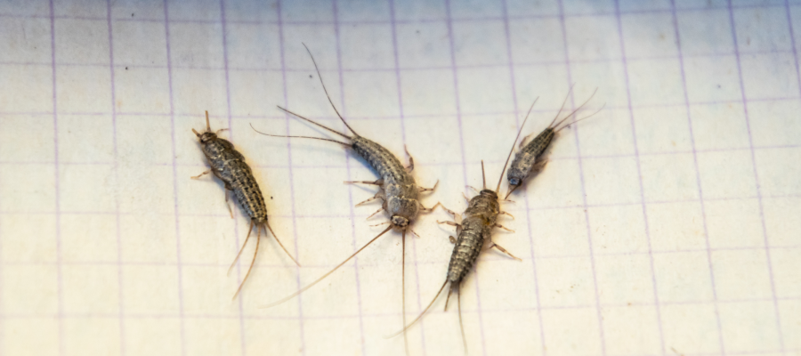 Silverfish are a common household pest in Louisiana - Dugas Pest Control