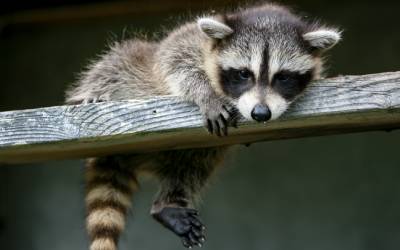 A raccoon hanging out in Baton Rouge LA - Dugas Pest Control