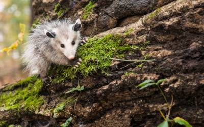 An opossum in Baton Rouge LA - Dugas Pest Control