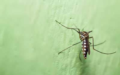 Mosquito spotted in Baton Rouge LA - Dugas Pest Control