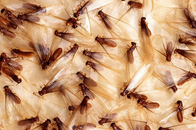 Formosan Termites Take Damage to a New Level