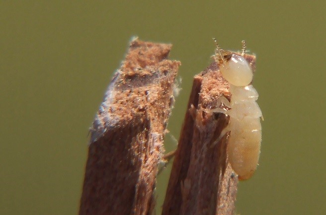 perfect-weather-for-termites