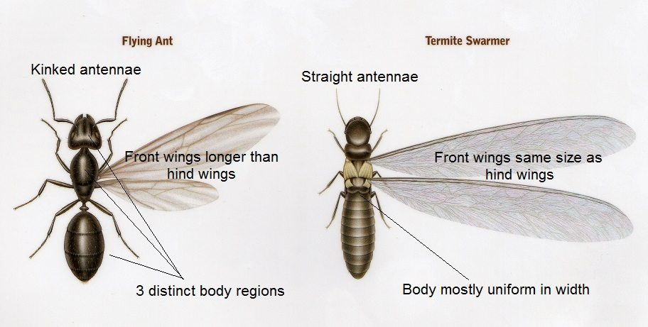 What are the flying insects you're seeing all over the place? ant thorax diagram 