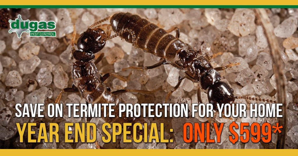 Year end termite special from Dugas Pest Control