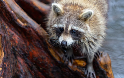 Raccoons can be avoided in your Baton Rouge LA home with wildlife exclusion services from Dugas Pest Control.