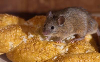 A mouse found in Baton Rouge LA - Dugas Pest Control