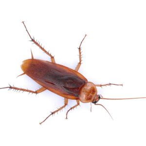 American cockroach identification and habitat in Baton Rouge LA - Dugas Pest Control