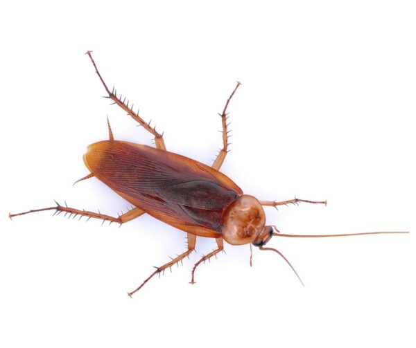 American cockroach identification and habitat in Baton Rouge LA - Dugas Pest Control