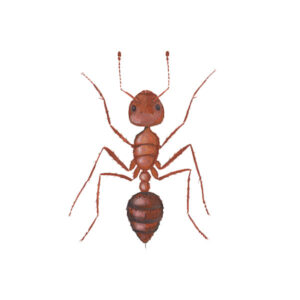 fire-ants