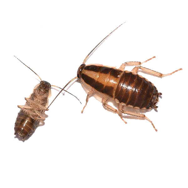 German cockroach identification and habitat in Baton Rouge LA - Dugas Pest Control