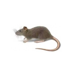 Norway rat identification and information in Baton Rouge LA - Dugas Pest Control