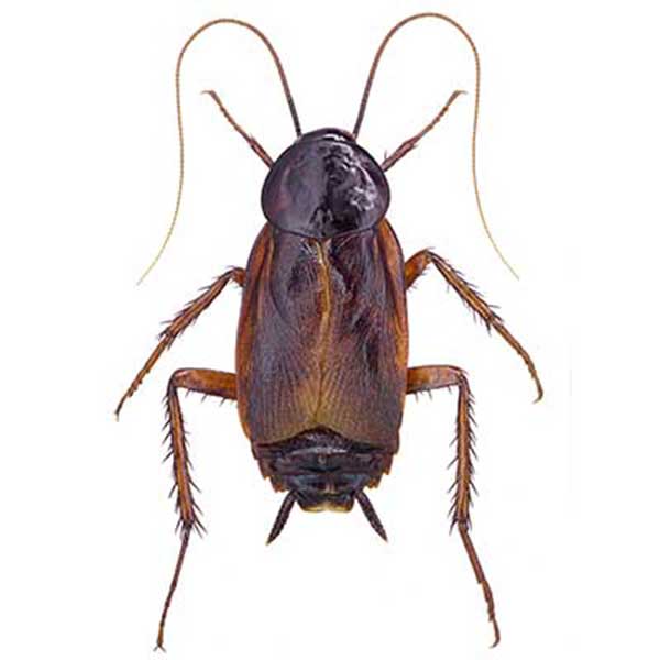 Oriental cockroach identification and habitat in Baton Rouge LA - Dugas Pest Control