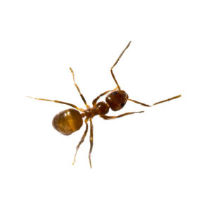 Close up image of tawny crazy ants