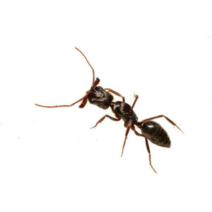 tawny-crazy-ants