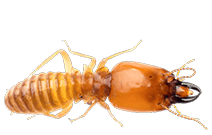 Dugas Pest Conrol Termite Exterminator in Baton Rouge LA