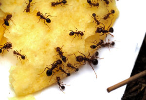 Dugas Pest Control provides ant extermination services in New Orleans and Baton Rouge Louisiana