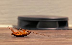 Dugas Pest Control provides cockroach extermination service in New Orleans and Baton Rouge Louisiana