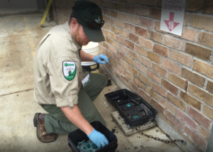 Dugas Pest Control setting rodent traps at commercial property