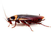 Roach exterminator