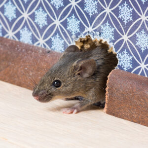 Close up image of rodent chewing a hole thru wall; Dugas Pest Control Rodent Exterminators