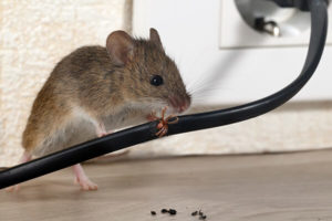 Dugas Pest Control provides rodent extermination service in New Orleans and Baton Rouge Louisiana