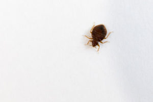 Dugas Pest Control provides bed bug extermination services at commercial properties in Louisiana