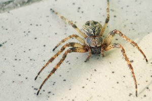Dugas Pest Control provides spider extermination services to control spider infestations inside homes