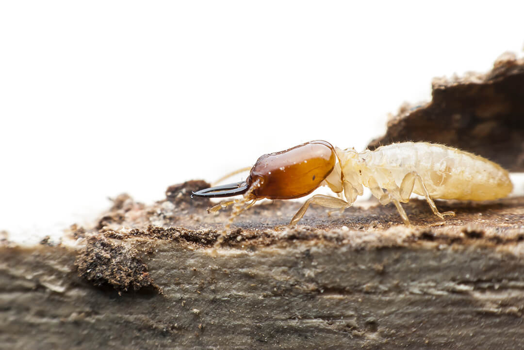 How to Detect Termites Early | Dugas Pest Control