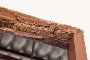Termite damage in Southern Louisiana - Dugas Pest Control