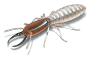termite exterminator