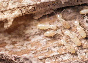 Dugas Pest Control provides termite treatment and extermination service in New Orleans and Baton Rouge Louisiana