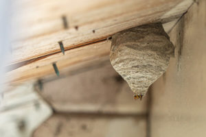 Dugas Pest Control providing wasp nest removal service in New Orleans and Baton Rouge Louisiana