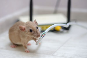 One of the many dangers of rodents in Baton Rouge LA is when rats chew through electrical wires. Dugas Pest Control can protect you from rats!
