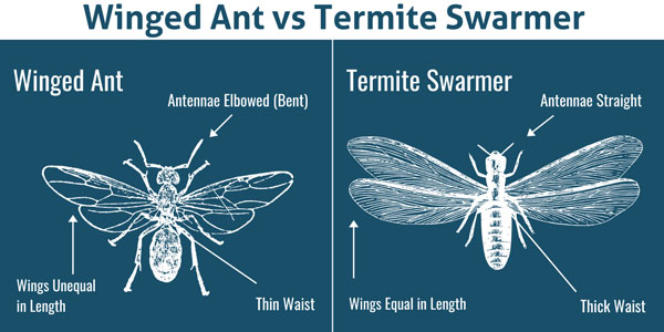 Winged ant vs. termite in Baton Rouge LA - Dugas Pest Control