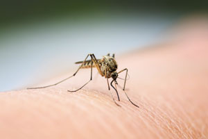 Mosquito bites do not transmit coronavirus. Dugas Pest Control in Baton Rouge LA.