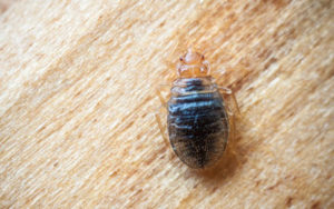 Debunking common bed bug myths in Baton Rouge LA - Dugas Pest Control