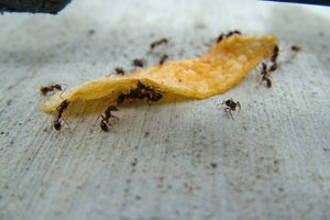 Keeping ants away from your home in Baton Rouge LA this summer - Dugas Pest Control