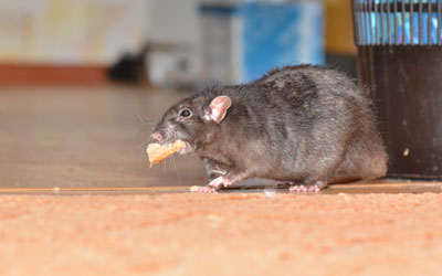 Rats do not transmite COVID-19 in Baton Rouge LA - Dugas Pest Control