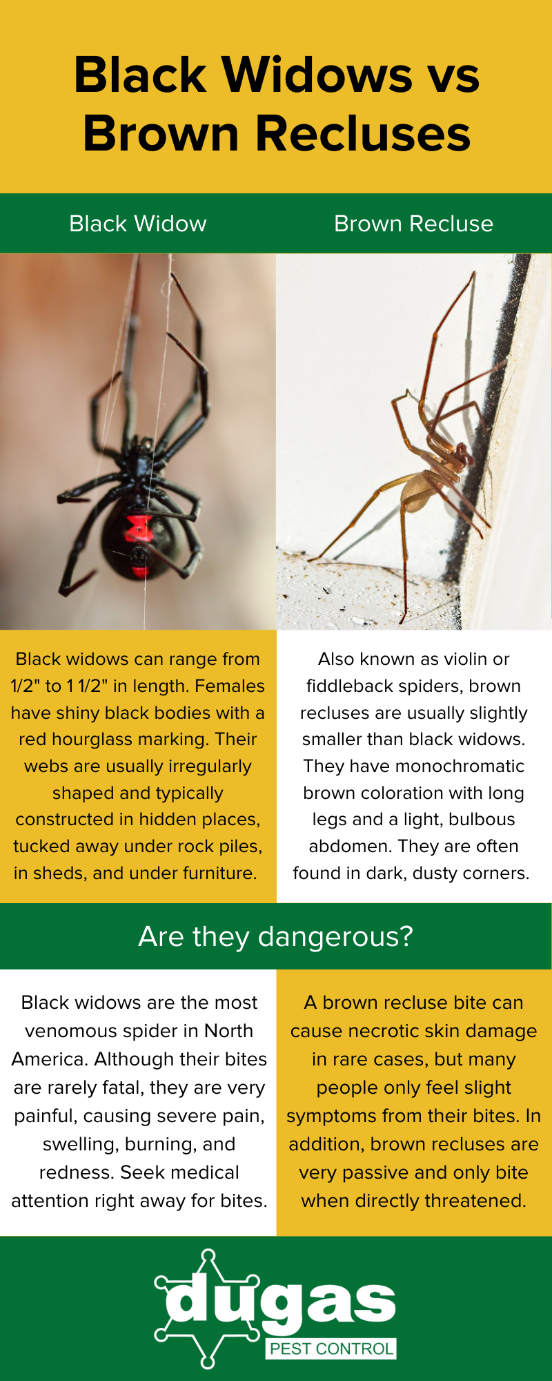 Black Widow vs Brown Recluse Infographic - Dugas Pest Control in Baton Rouge LA 