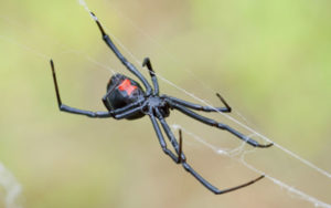 Dangerous spiders in Baton Rouge LA - Dugas Pest Control