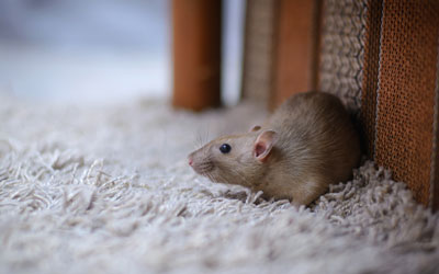 Rodents get inside Baton Rouge LA homes in the fall - Dugas Pest Control
