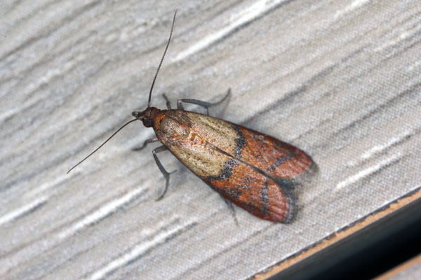 Indian Meal Moth | Pantry Pest Control in Baton Rouge LA