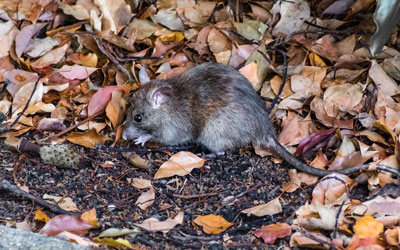 Rodents are entering homes in Baton Rouge LA during the pandemic - Dugas Pest Control