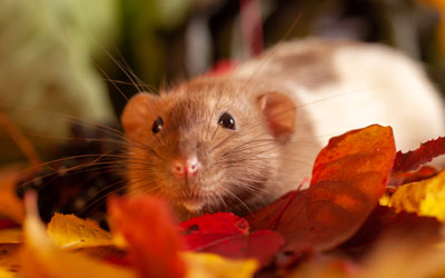Rodents are a seasonal pest in Baton Rouge LA - Dugas Pest Control