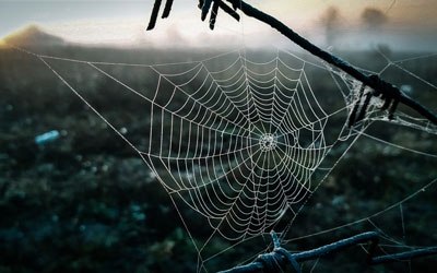 Spiders are a common fall pest problem in Baton Rouge LA - Dugas Pest Control