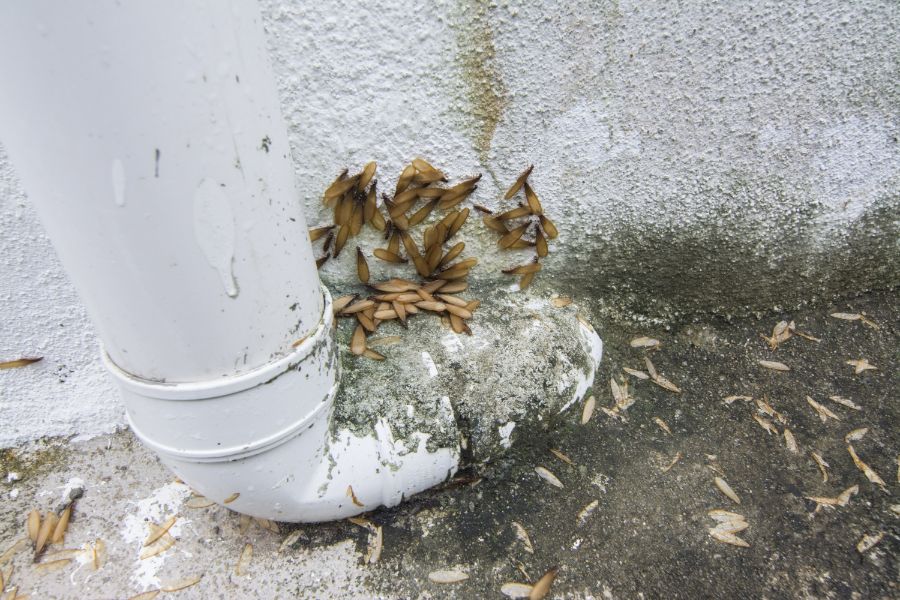 When is termite season in Baton Rouge LA - Dugas Pest Control